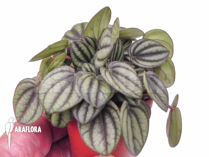 Peperomia x piccolo banda