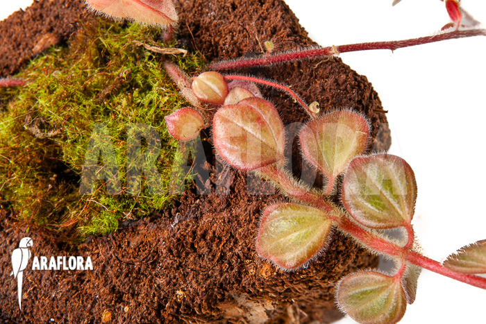 Peperomia x rauvema ‘S’