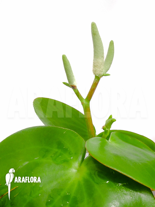 Peperomia x water pearl flower