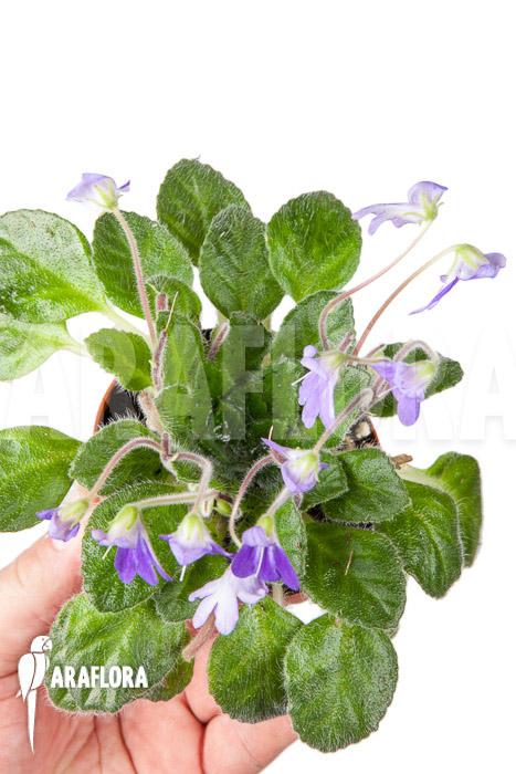 Petrocosmea hybride