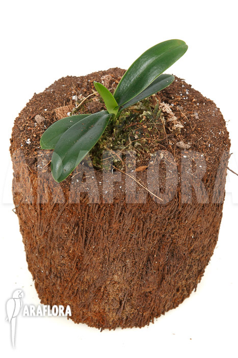 Phalaenopsis japonica