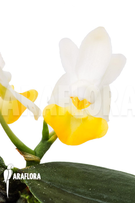 Phalaenopsis lobbii var flavalabia