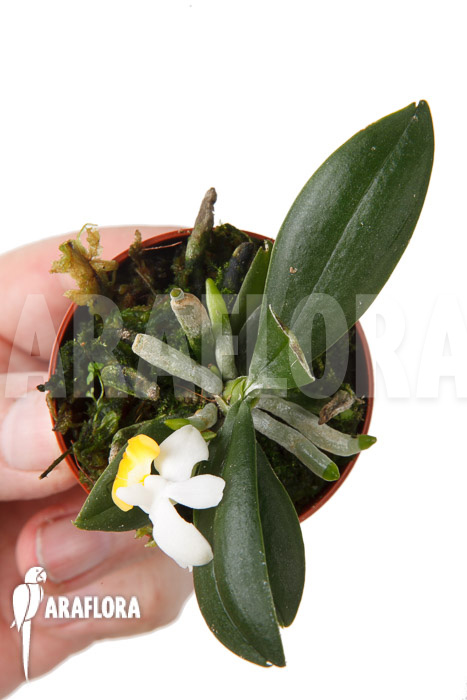 Phalaenopsis lobbii var flavalabia