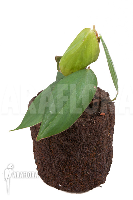 Philodendron ‘Burle Marx Fantasy’