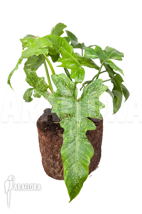 Philodendron ‘Golden Dragon’