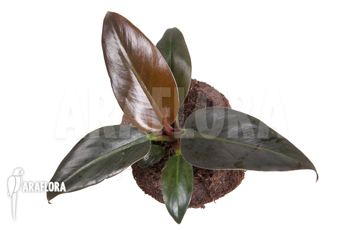 Philodendron ‘Imperial Red’