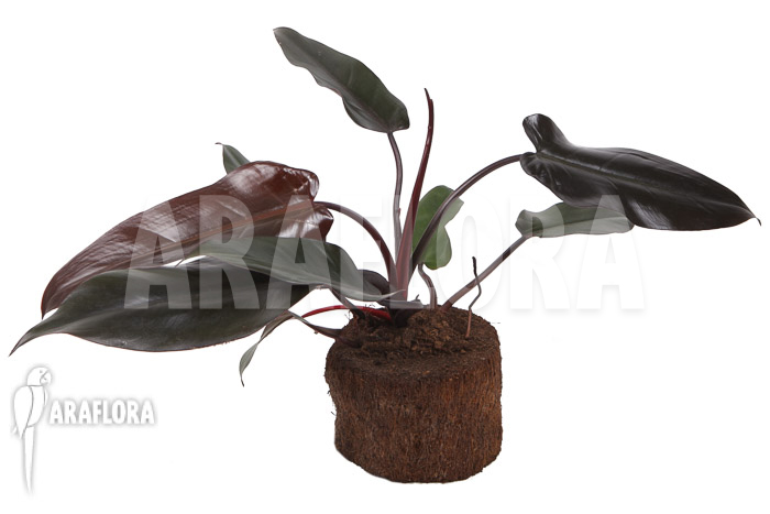 Philodendron ‘Red Heart’