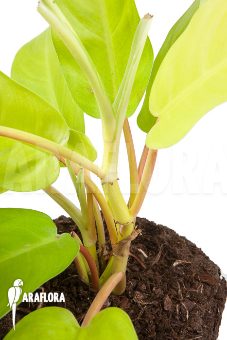 Philodendron Malay Gold ‘M’