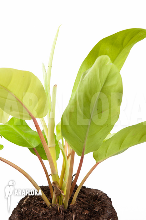 Philodendron Malay Gold ‘M’