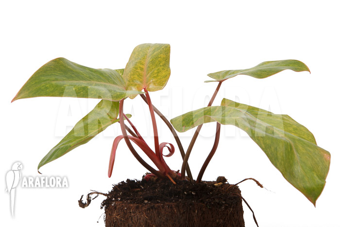 Philodendron-Painted-Lady-4