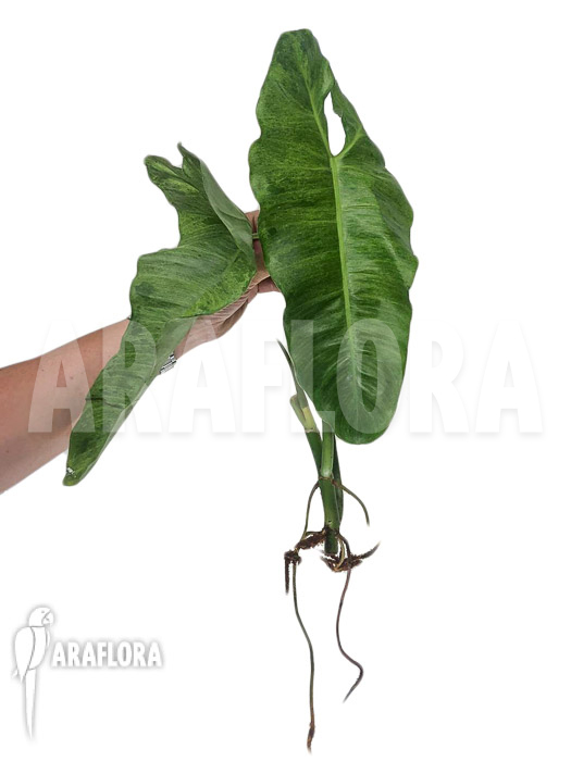 Philodendron Paraiso Verde starter