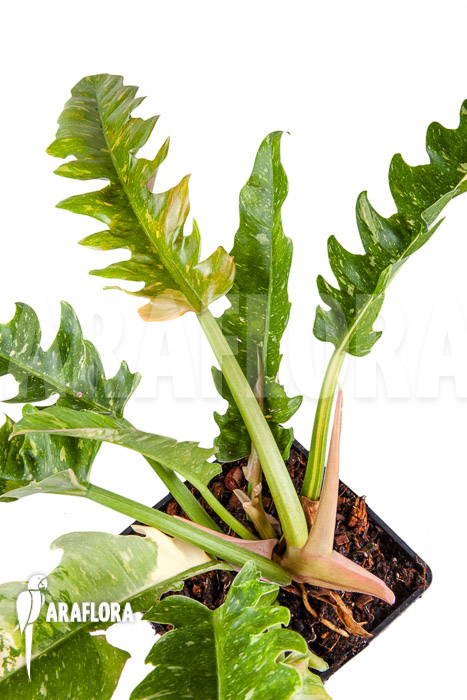 Philodendron ‘Ring of Fire’