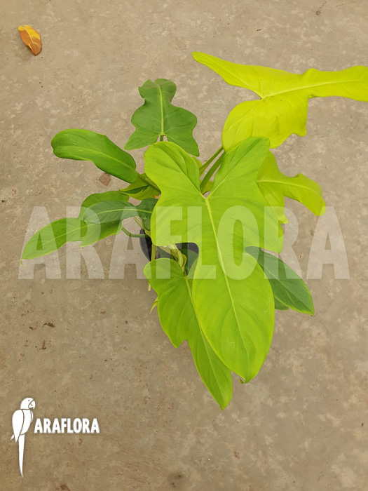 Philodendron ‘Golden violin’