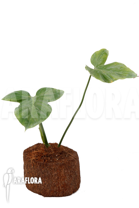 Philodendron applanatum