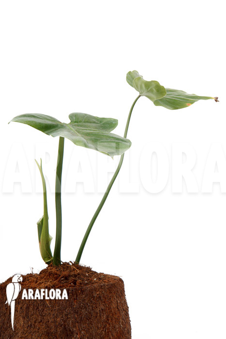 Philodendron applanatum