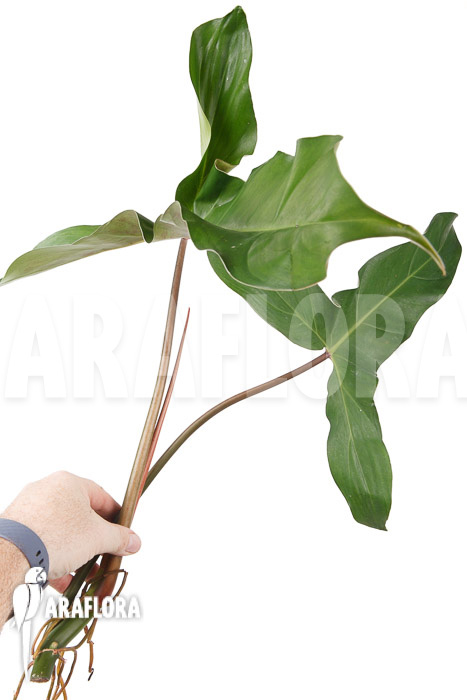 Philodendron atabapoense cutting ‘S’