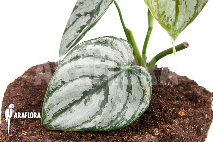 Philodendron brandtianum