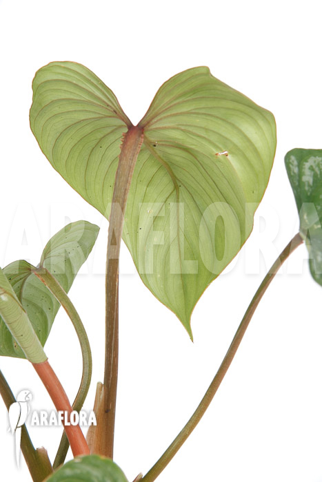 Philodendron brandtianum ‘L’