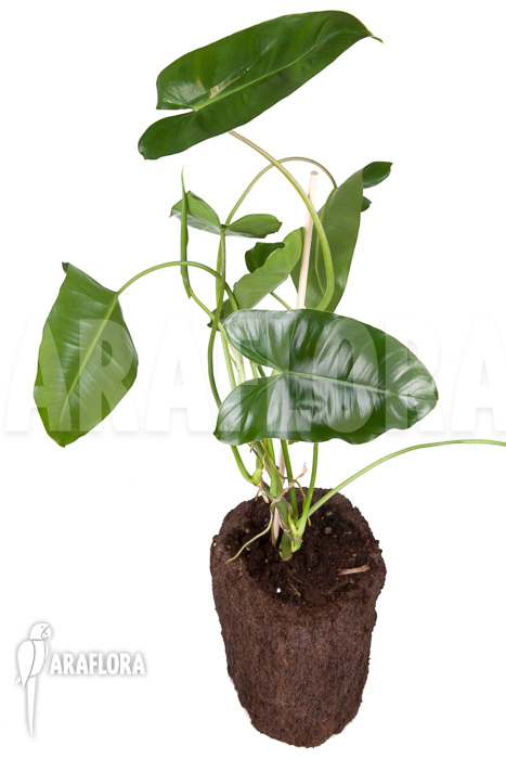 Philodendron burle-marxii