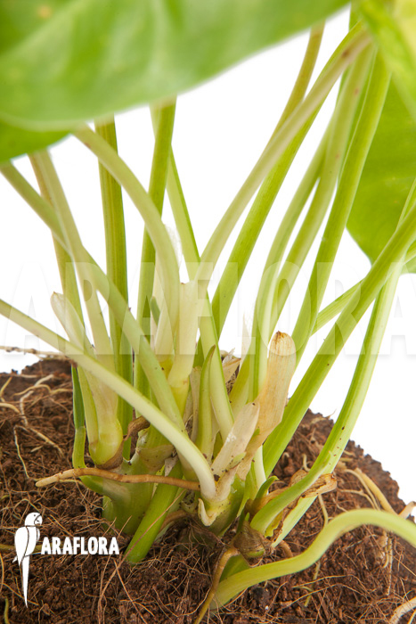 Philodendron burle marxii variegated P3