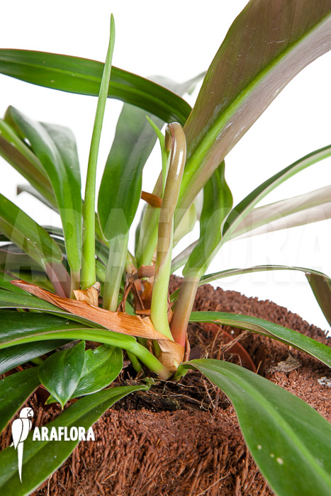 Philodendron crassinervium