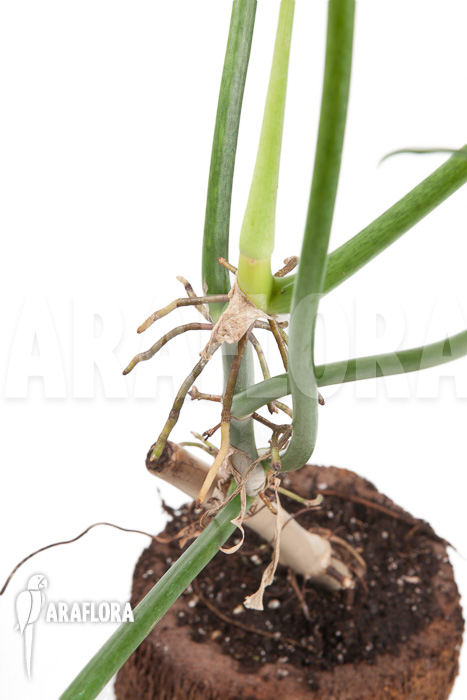 Philodendron elegans