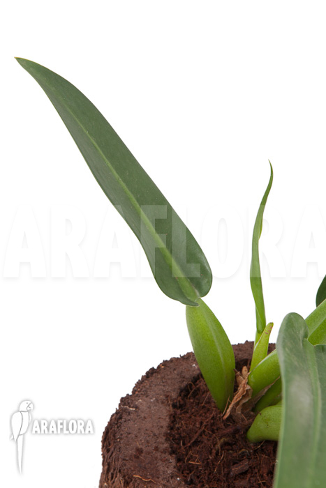 Philodendron ‘Fatboy’