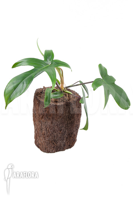 Philodendron florida