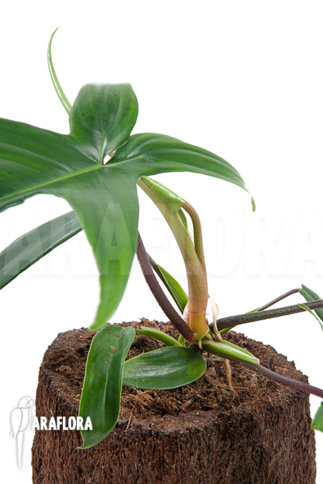 Philodendron florida