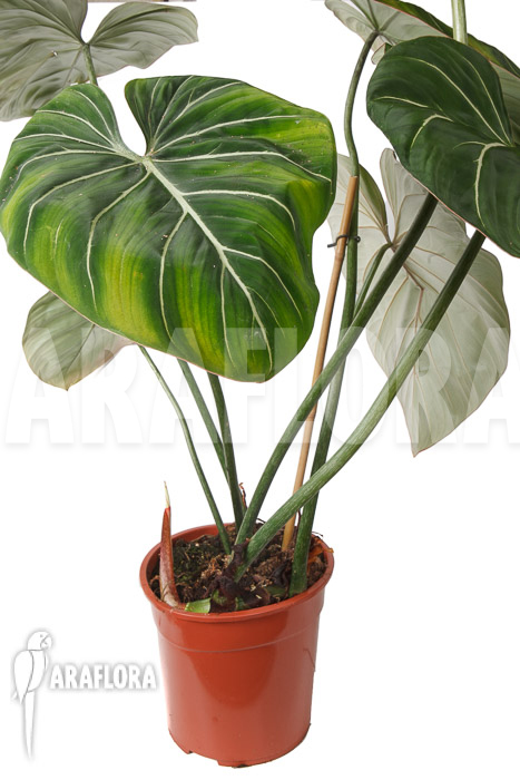 Philodendron gloriosum ‘B’  ‘XL’