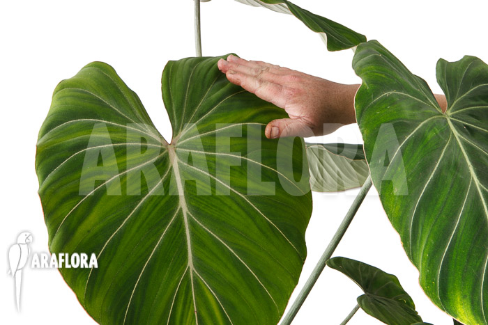 Philodendron gloriosum ‘B’  ‘XL’