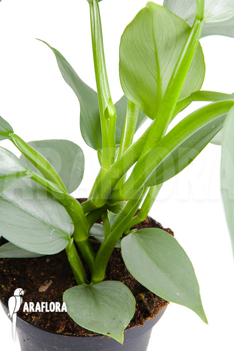 Philodendron hastatum Silver Sword ‘M’