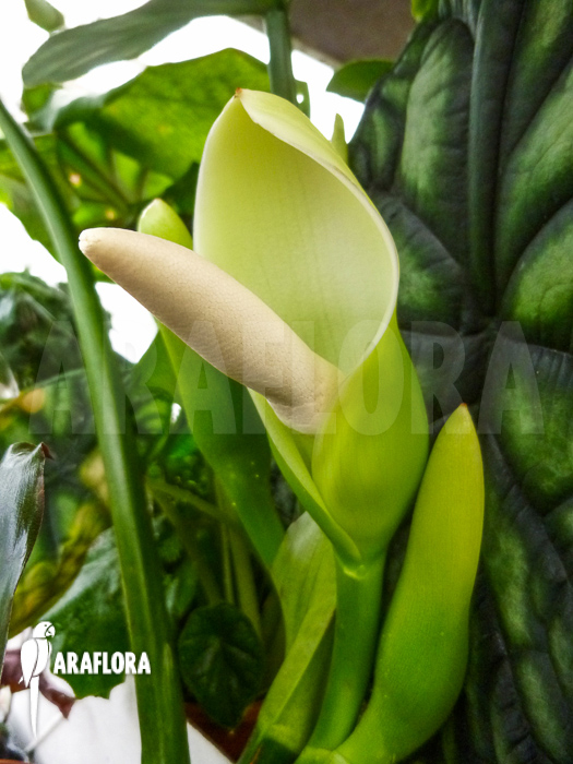 Flower Philodendron hastatum ‘Silver Sword flower