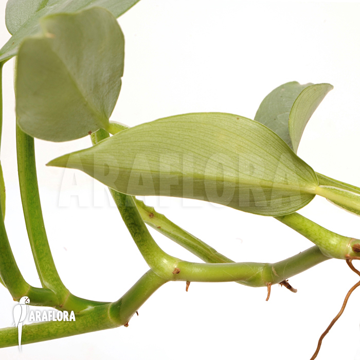 Philodendron hastatum ‘Silver Sword’