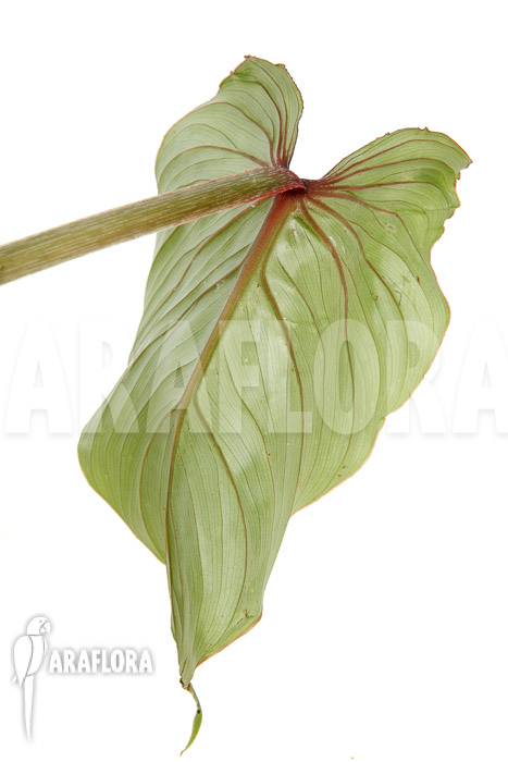 Philodendron mamei