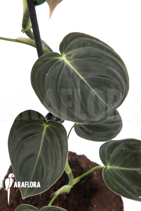 Philodendron micans ‘L’