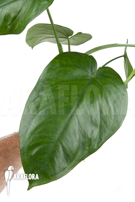 Philodendron ornatum