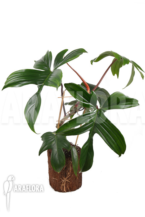 Philodendron pedatum