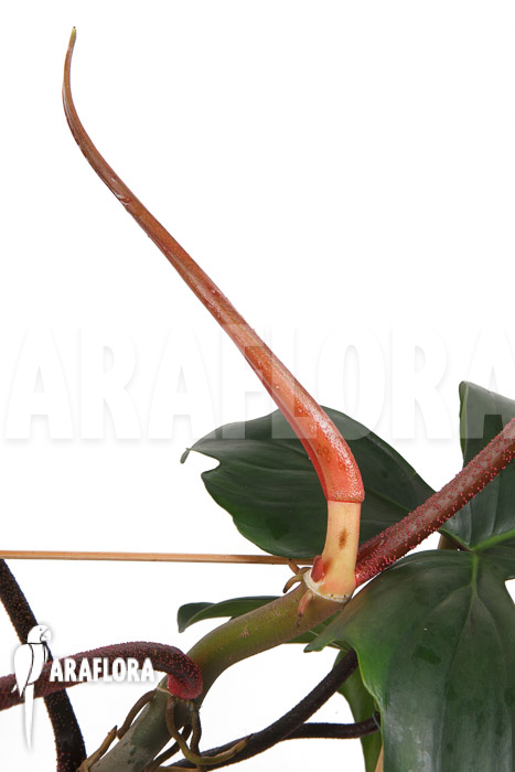 Philodendron pedatum