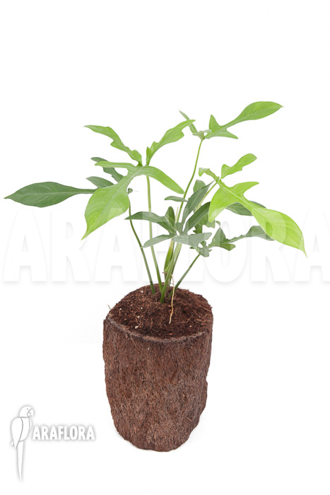 Philodendron pedatum ‘glad hands’