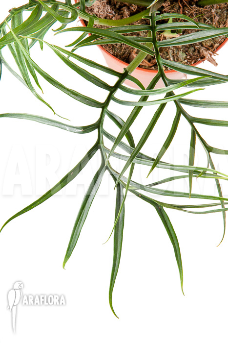 Philodendron polypodioides (tortum) L