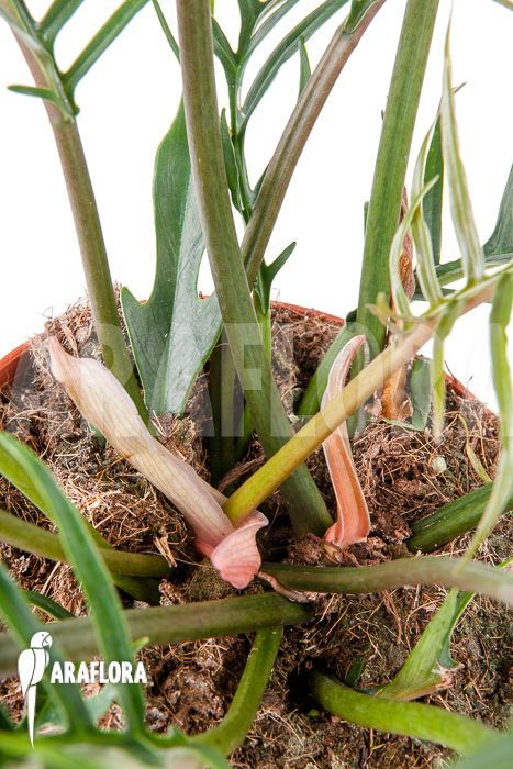 Philodendron polypodioides (tortum) L