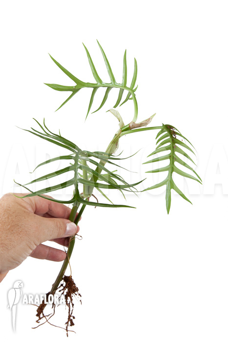 Philodendron polypodioides (tortum)