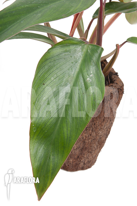Philodendron ruby