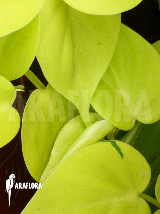 Philodendron scandens ‘Yellow’