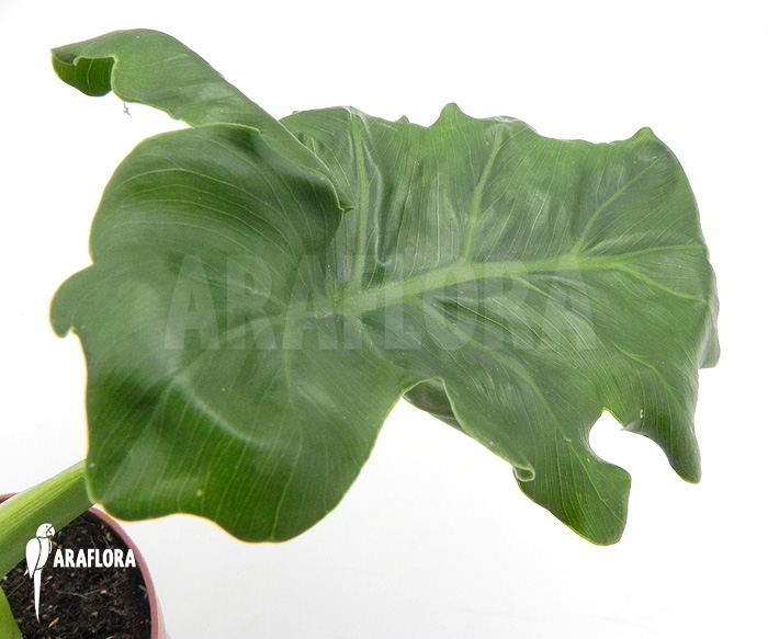 Philodendron selloum ‘Atom’