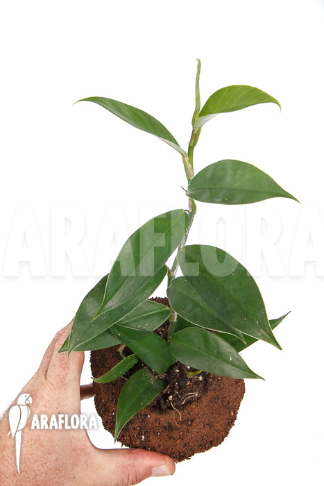 Philodendron serpens