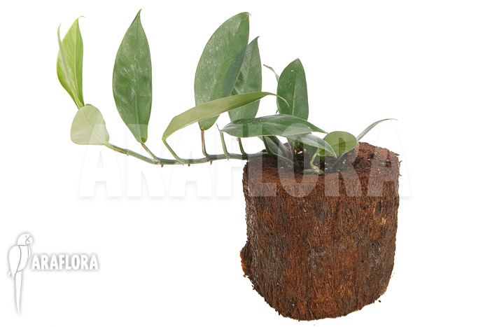 Philodendron serpens