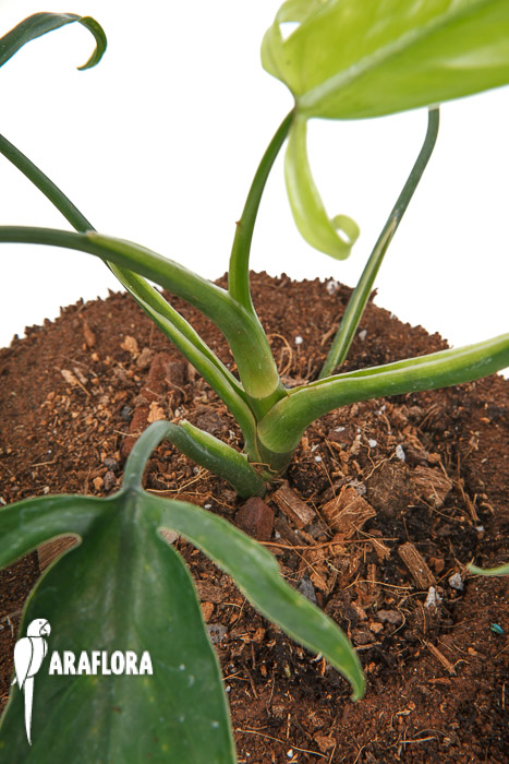 Philodendron sp Colombia