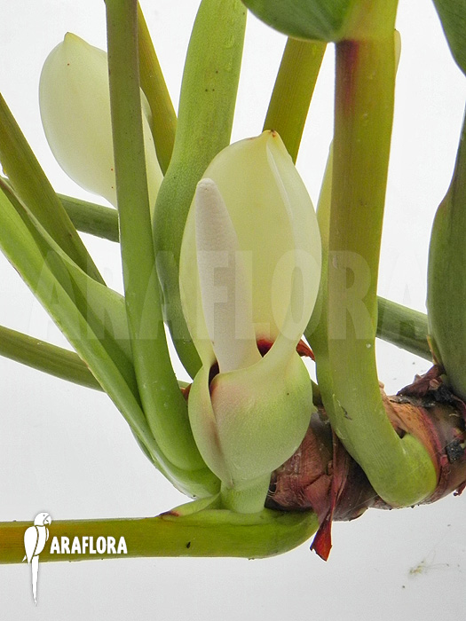Philodendron species Duida Flower